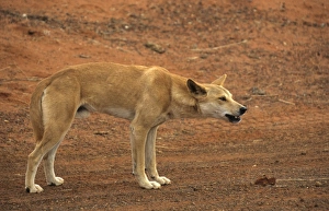 Australia Prints: Dingo (Canis familiaris) Male - Ayers Rock, Australia