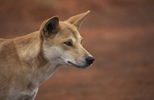 Dingo (Canis familiaris) Male /Ayers Rock, Australia