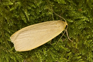 Lepidoptera Prints: Dingy Footman (Collita griseola) adult, resting on moss, Powys, Wales, July