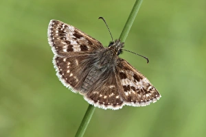 Skippers Prints: Dingy Skipper (Erynnis tages) adult, resting on grass stem, Warwickshire, England, may