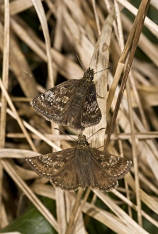 Pyrenean Prints: Dingy Skipper (Erynnis tages) adult pair, courting, French Pyrenees, France, June