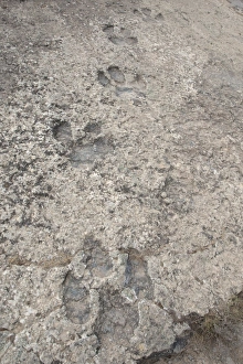 Site Prints: Dinosaur footprints in fossilised riverbed, Enciso, La Rioja, Spain, September