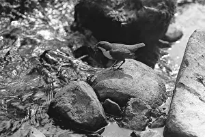 Eric Prints: Dipper at Nest Doldowlod Wales. Taken in 1937 by Eric Hosking