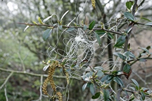 Environmental Prints: Discarded fishing line caught on twigs, Warwickshire, England, April