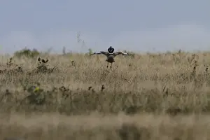 Displaying Prints: Displaying Male Little Bustard, Extremadura, Spain