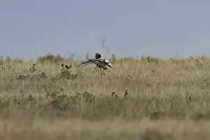 Displaying Male Little Bustard, Extremadura, Spain