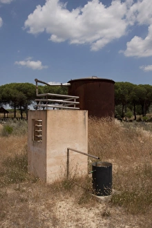 Heated Prints: A distil used to extract Eucalyptus oil