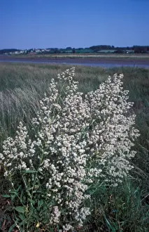 Fflower Prints: Dittander (Lepidium latifolium) Large clump in flower / river in background