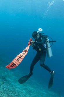 Dive Prints: Diver inflating Diver Below safety sausage