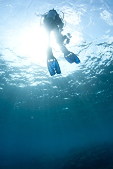 Dive Prints: Diver near surface of sea, Tutuntute