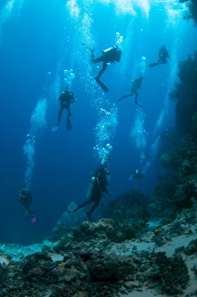 Dive Prints: Divers swimming over reef, Hatta Arch
