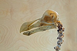 Flightless Prints: Dodo (Raphus cucullatus) skull, Gerald Durrell Conservation Trust, Jersey