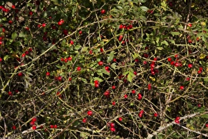Dog Rose with autumn hips