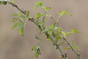 Wild Prints: Dog Rose (Rosa canina) close-up of stems and leaves, West Yorkshire, England, October