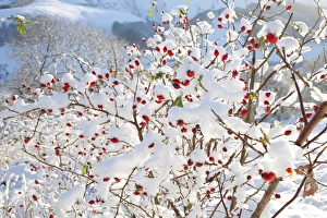 Roses Prints: Dog Rose (Rosa canina) fruit, covered with snow, Powys, Wales, november