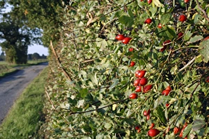 Dog Rose (Rosa canina) rosehips, growing in hedgerow habitat beside lane, Mendlesham, Suffolk, England, October