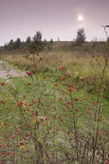 Wild Prints: Dog Rose (Rosa canina) rosehips