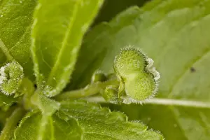 Growth Prints: Dogs Mercury (Mercurialis perennis) close-up of developing fruit