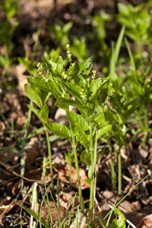 Coppiced Prints: Dogs Mercury (Mercurialis perennis) flowering