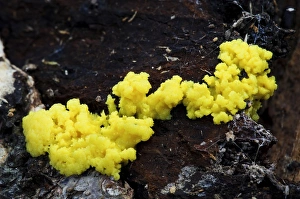 Yellow Prints: Dogs Vomit Slime-mould (Fuligo septica var)