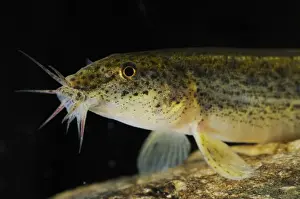 Dojo Loach (Misgurnus anguillicaudatus) introduced species, adult, close-up of head, Italy, september