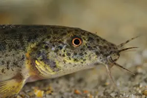 Dojo Loach (Misgurnus anguillicaudatus) introduced species, adult, close-up of head, Italy, september