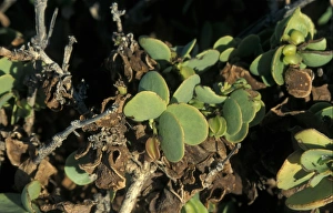Succulents Prints: Dollar Bush Namibia