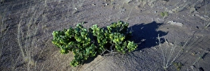 Dollar Bush (Zygophyllum stapfii) Namibia