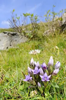 Dolomitian Gentian (Gentianella anisodonta) flowering, growing in montane habitat, Italian Alps, Italy, september