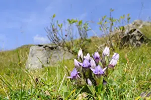 Dolomitian Gentian (Gentianella anisodonta) flowering, growing in montane habitat, Italian Alps, Italy, september