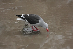 Seagull Prints: Dolphin Gull (Larus scoresbii) adult