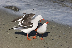 Displays Prints: Dolphin Gull (Larus scoresbii) adult pair