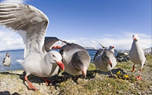 Seafronts Prints: Dolphin Gull (Larus scoresbii) adults and immatures