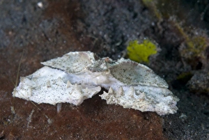 Decapoda Prints: Domed Elbow Crab (Cryptopodia fornicata) adult, Lembeh Island, Sulawesi, Indonesia