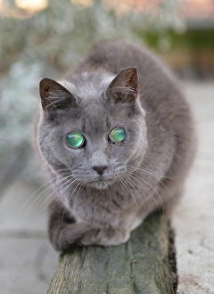 Grey Prints: Domestic Cat, adult, with cataracts developed in both eyes, England, December