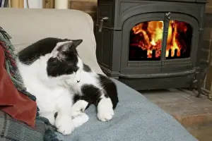 Warmth Prints: Domestic Cat, adult male, resting on chair beside woodburner, England, April