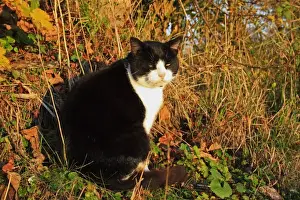Sun Light Prints: Domestic Cat, adult male, sitting beside hedgerow in evening sunlight