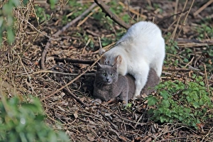 Domestic Cat, adult pair, mating, Thetford, Norfolk, England, March