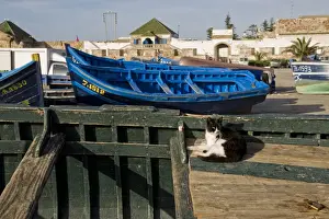Feral Prints: Domestic Cat, adult, resting on fishing boat in coastal city, Essaouira, Morocco, february