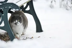 Sheltering Prints: Domestic Cat, adult, sheltering under bench in snow covered garden