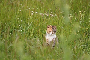 Lesbos Prints: Domestic Cat, adult, sitting in long grass, Lesvos, Greece, april