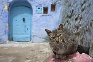 Feral Prints: Domestic Cat, adult, sitting near blue door in alley of city, Chefchaouen, Morocco, april
