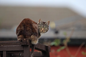 Fence Prints: Domestic Cat, adult, sitting on trellis in garden, Norfolk, England, October