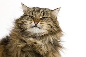 Funny Prints: Domestic Cat, Angora, adult male, snarling, close-up of head