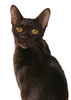 Cutout Prints: Domestic Cat, Asian, brown adult, close-up of head