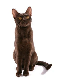 Cutout Prints: Domestic Cat, Asian, brown adult, sitting