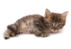 Kitten Prints: Domestic Cat, Asian, kitten, laying