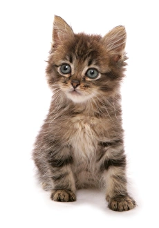 Kitten Prints: Domestic Cat, Asian, kitten, sitting