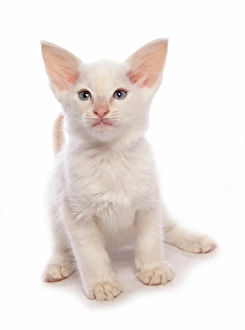 Kitten Prints: Domestic Cat, Balinese, kitten, sitting