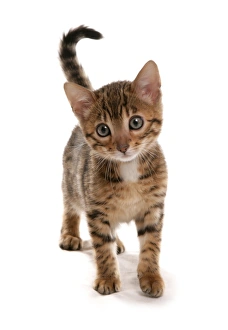 Kitten Prints: Domestic Cat, Bengal, brown spotted, kitten, standing